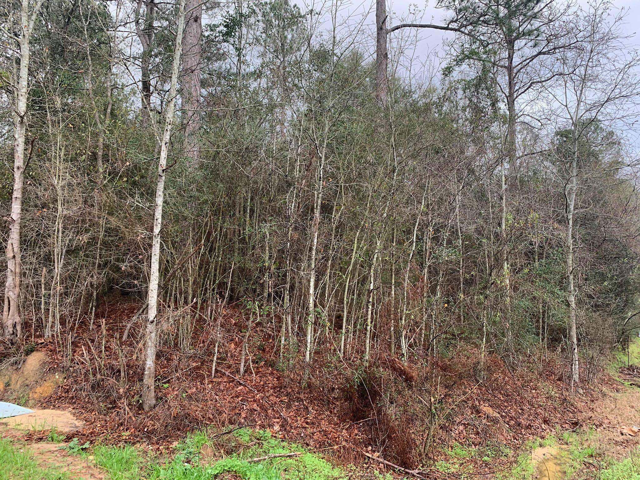 Xxx Xxx Alford Road Samson, AL 36477 - Photo 2 of 4 a view of a forest