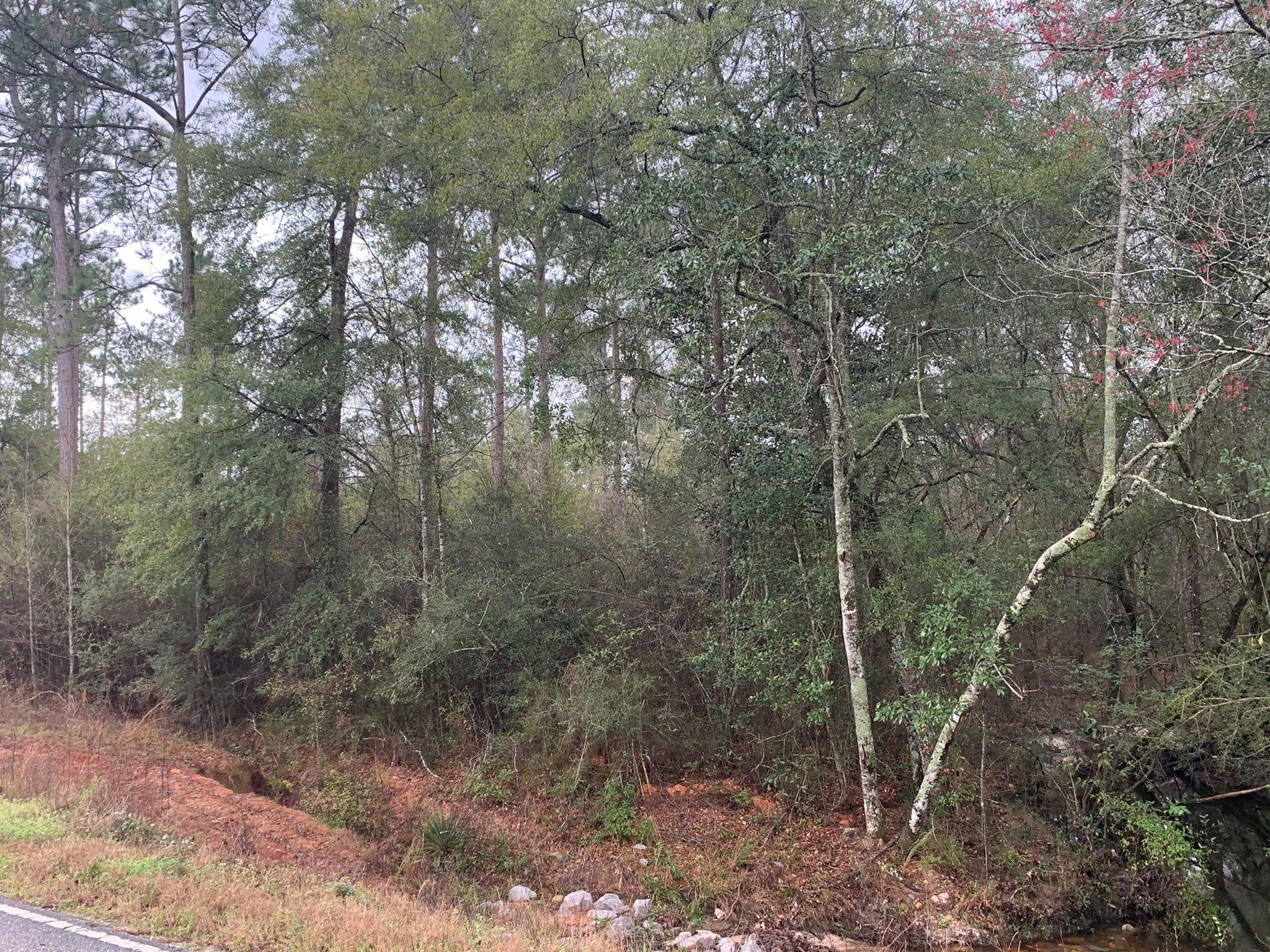 Xxx Xxx Alford Road Samson, AL 36477 - Photo 3 of 4 a view of forest