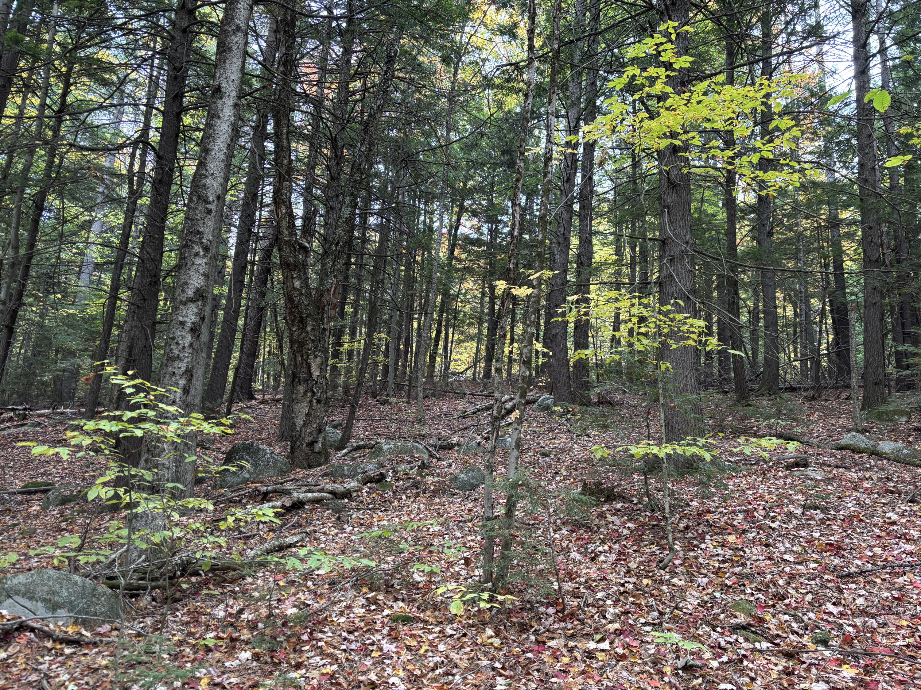 Tbd Watson Pond Road Rome, ME 04963 - Photo 17 of 33 IMG_2922