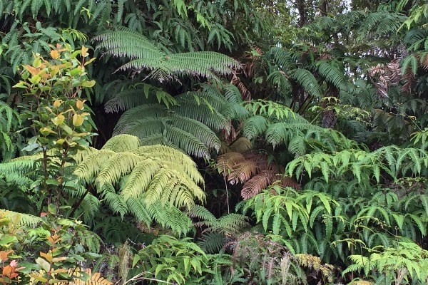 7 Kaleponi Road Mountain View, HI 96771 - Photo 1 of 15 a close up of a plant