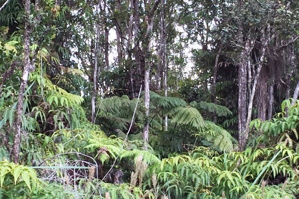 7 Kaleponi Road Mountain View, HI 96771 - Photo 14 of 15 a view of a garden