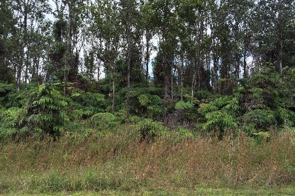 7 Kaleponi Road Mountain View, HI 96771 - Photo 8 of 15 a view of a forest with trees in the background