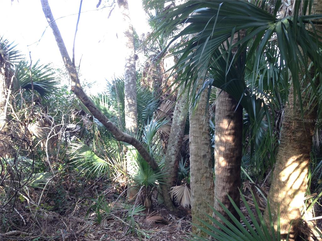 50670 Bermont Road Punta Gorda, FL 33982 - Photo 17 of 17 a backyard of a house with lots of trees