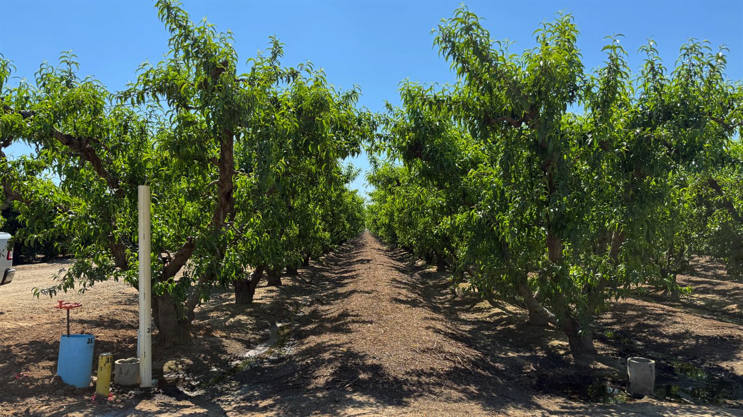 20532 East Parlier Avenue Reedley, CA 93654 - Photo 4 of 9 a view of a forest with trees