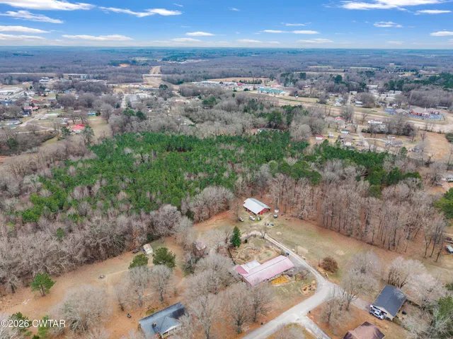 a view of a forest with a tree