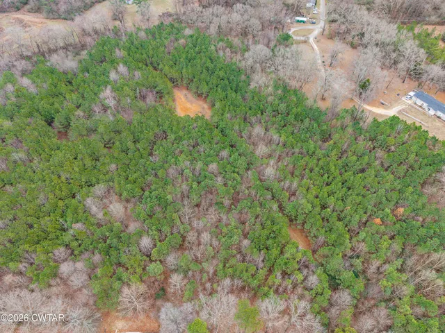 a view of a forest with a tree