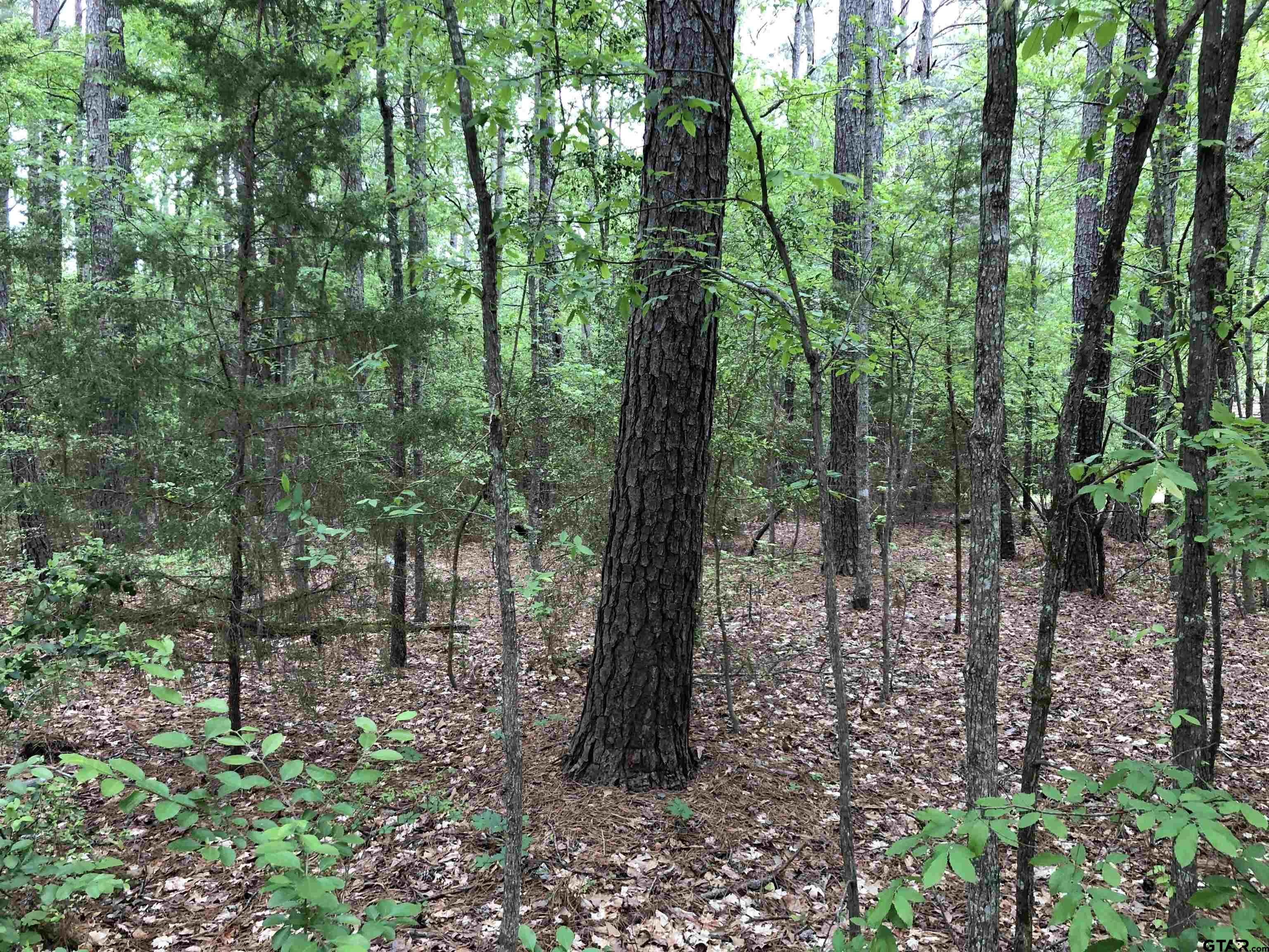 Tbd South Easy Street Rusk, TX 75785 - Photo 19 of 20 a view of forest