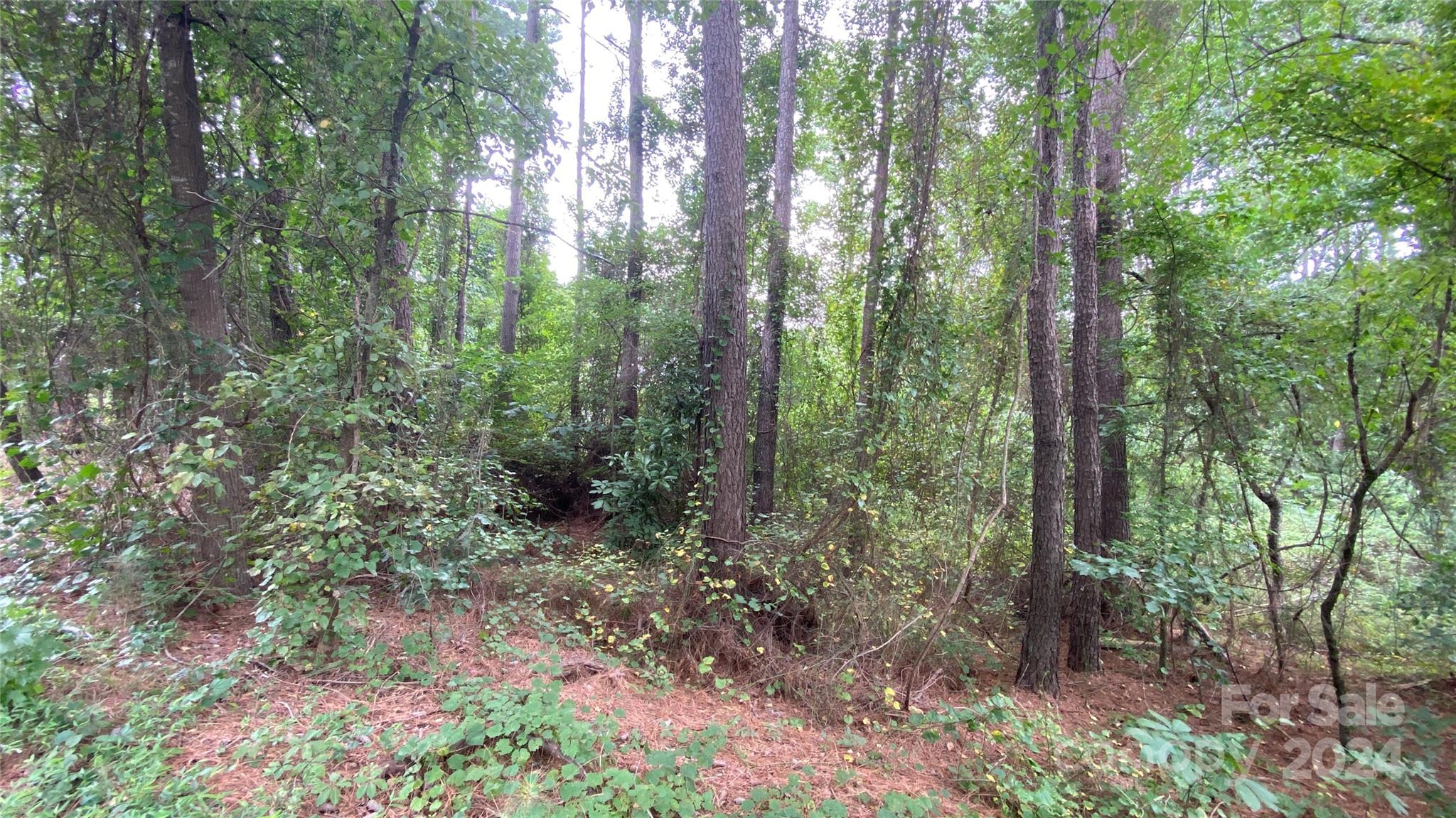 0 Bud Black Road Crouse, NC 28033 - Photo 7 of 12 a view of a forest with lots of trees