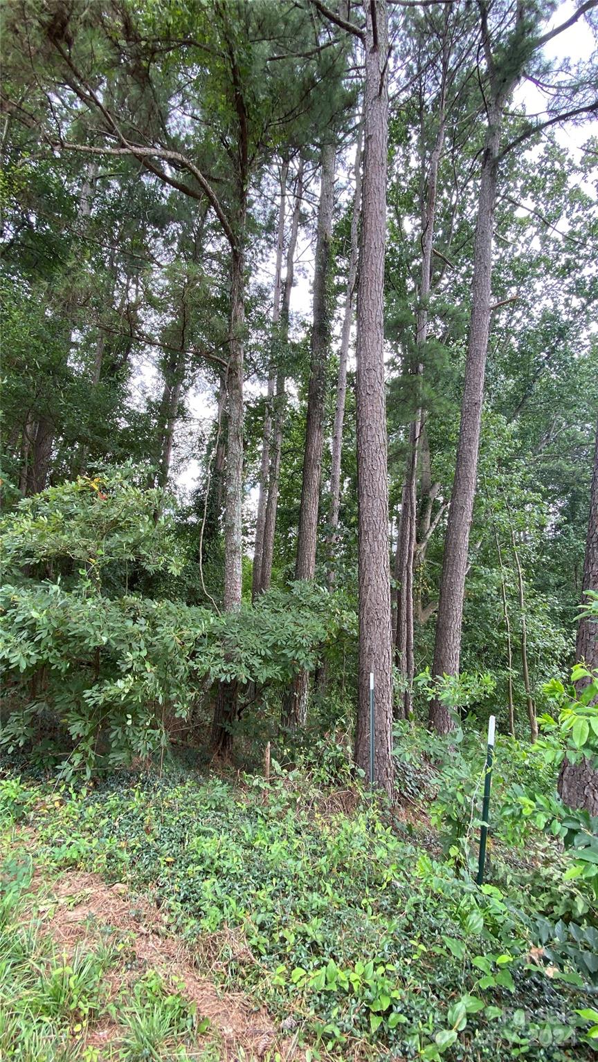 0 Bud Black Road Crouse, NC 28033 - Photo 9 of 12 a view of a forest with trees