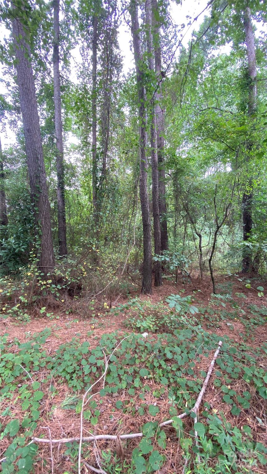 0 Bud Black Road Crouse, NC 28033 - Photo 10 of 12 a view of a forest filled with trees