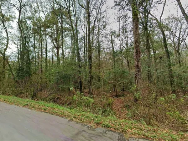 a view of a forest with trees in front of it