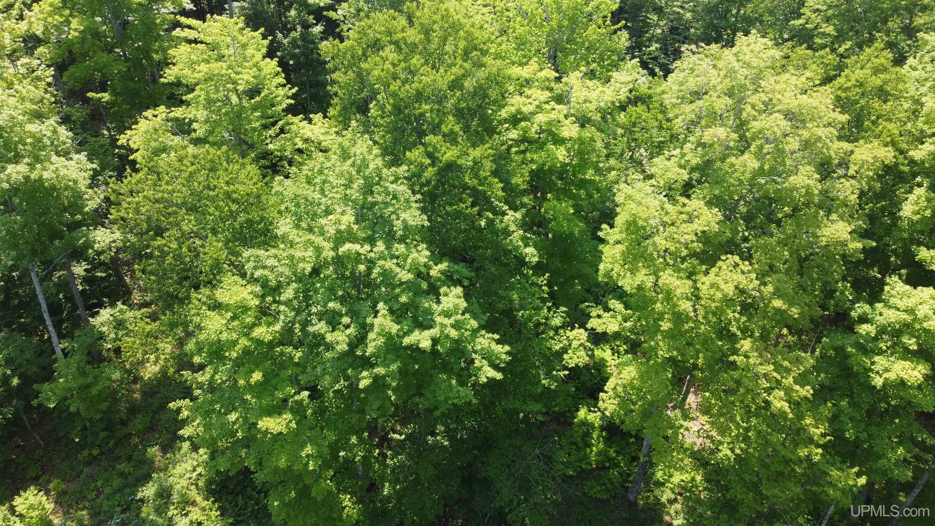 On East Shingleton Road Shingleton, MI 49884 - Photo 24 of 32
