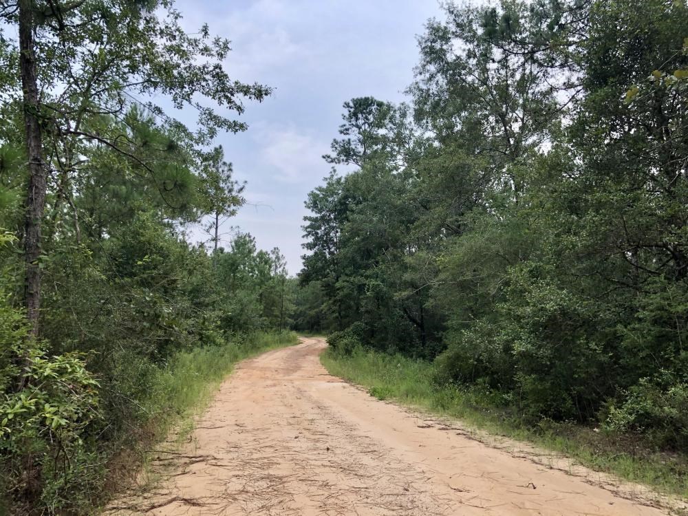 0 Private Road McIntosh, AL 36553 - Photo 16 of 21