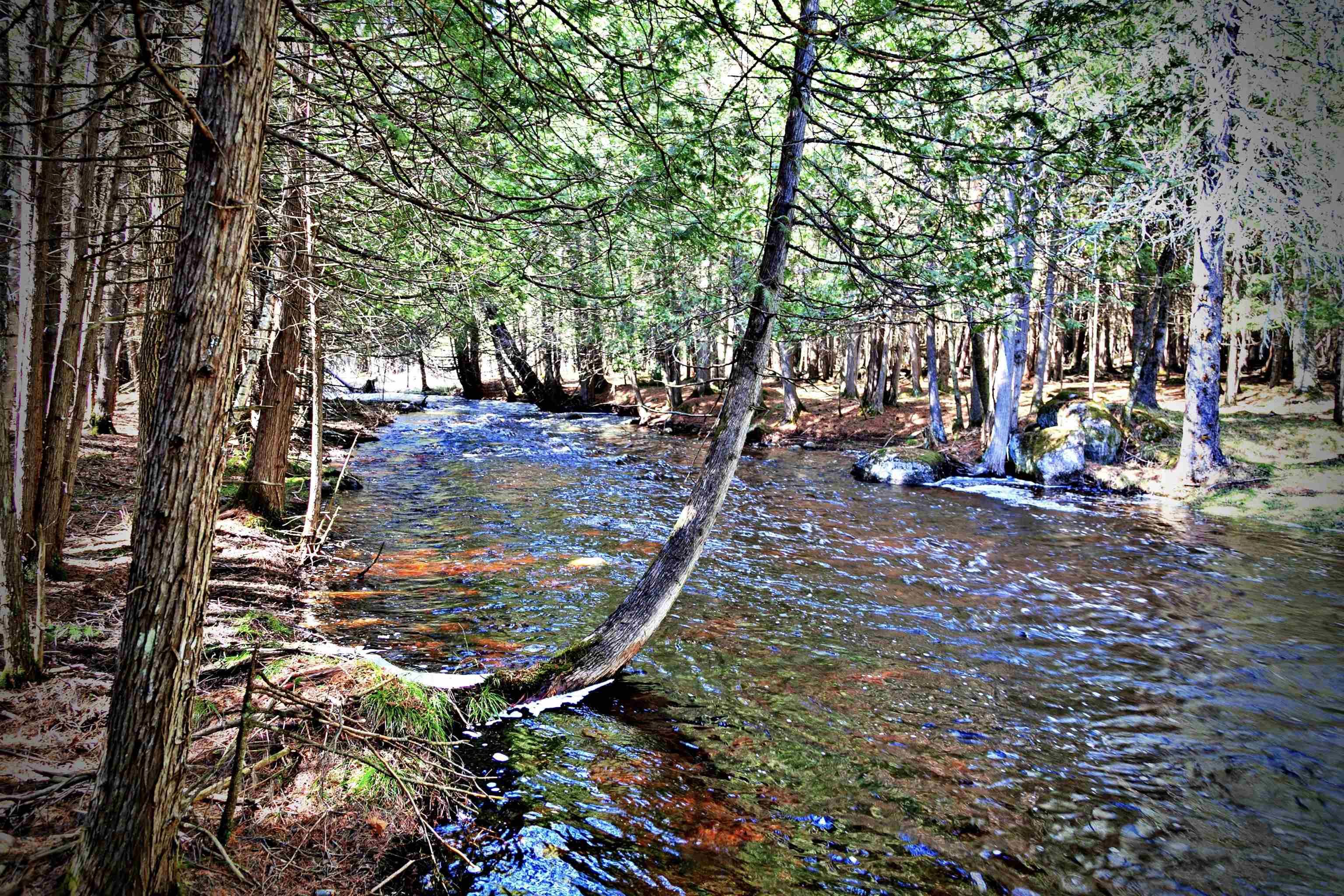 W8421 Beilak Road Wausaukee, WI 54177 - Photo 38 of 58