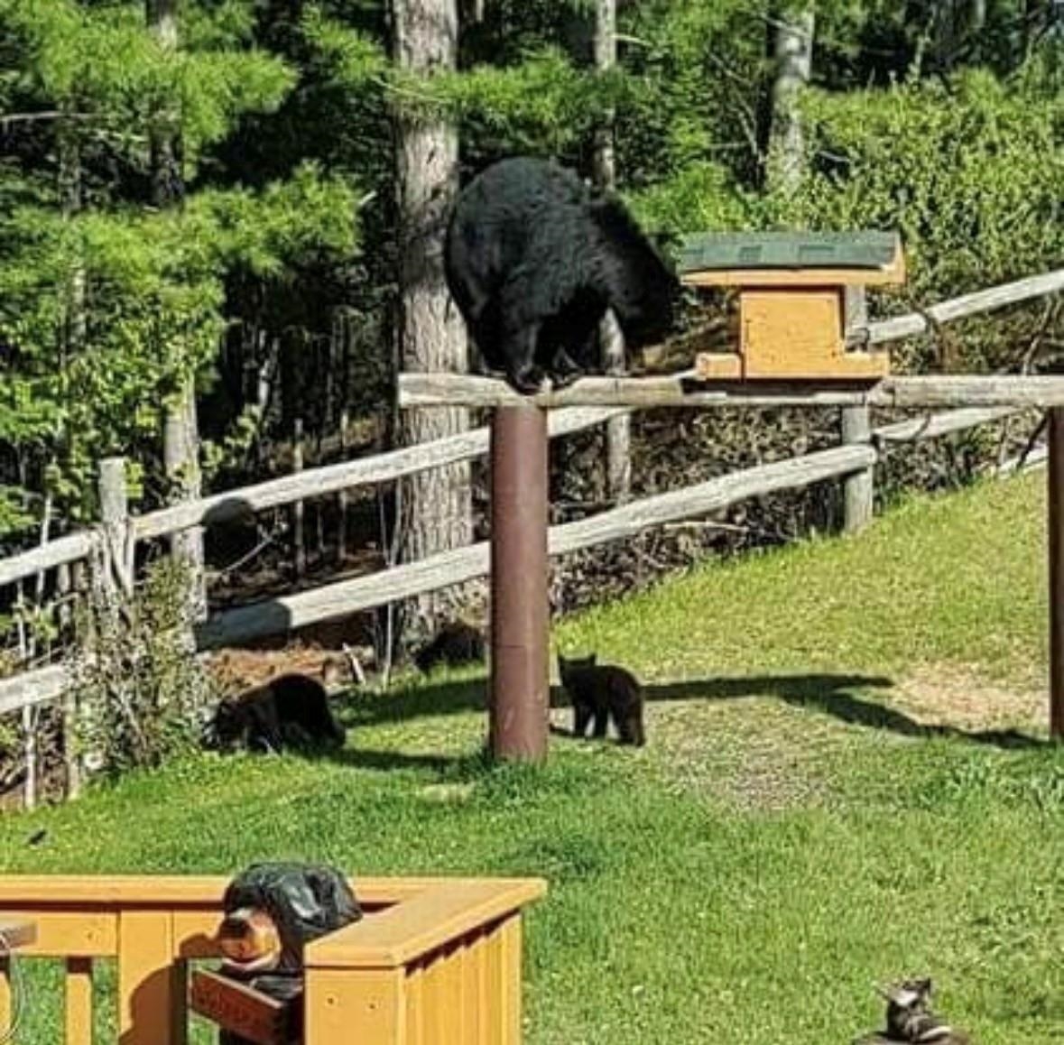 W8421 Beilak Road Wausaukee, WI 54177 - Photo 56 of 58