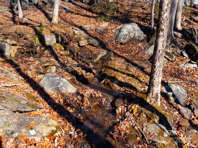 a view of a forest with trees