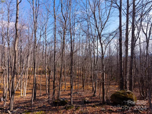 a view of a dry yard with trees