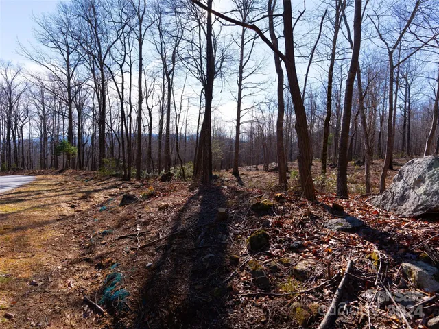 a view of a yard with plants and large trees