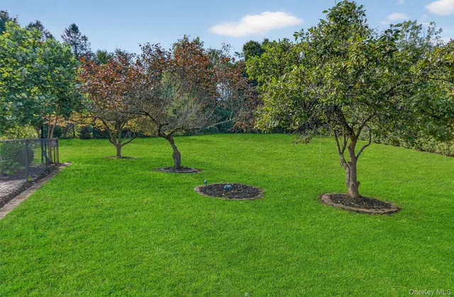 a view of a garden with a tree