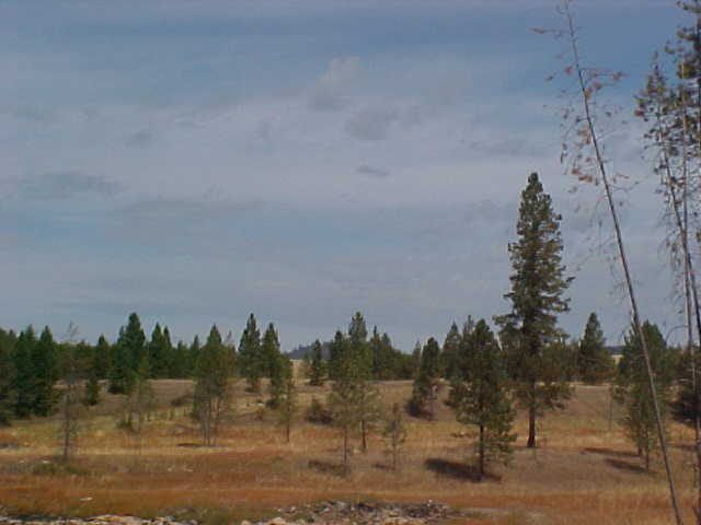 13315 Fridegar Edwall, WA 99008 - Photo 4 of 5
