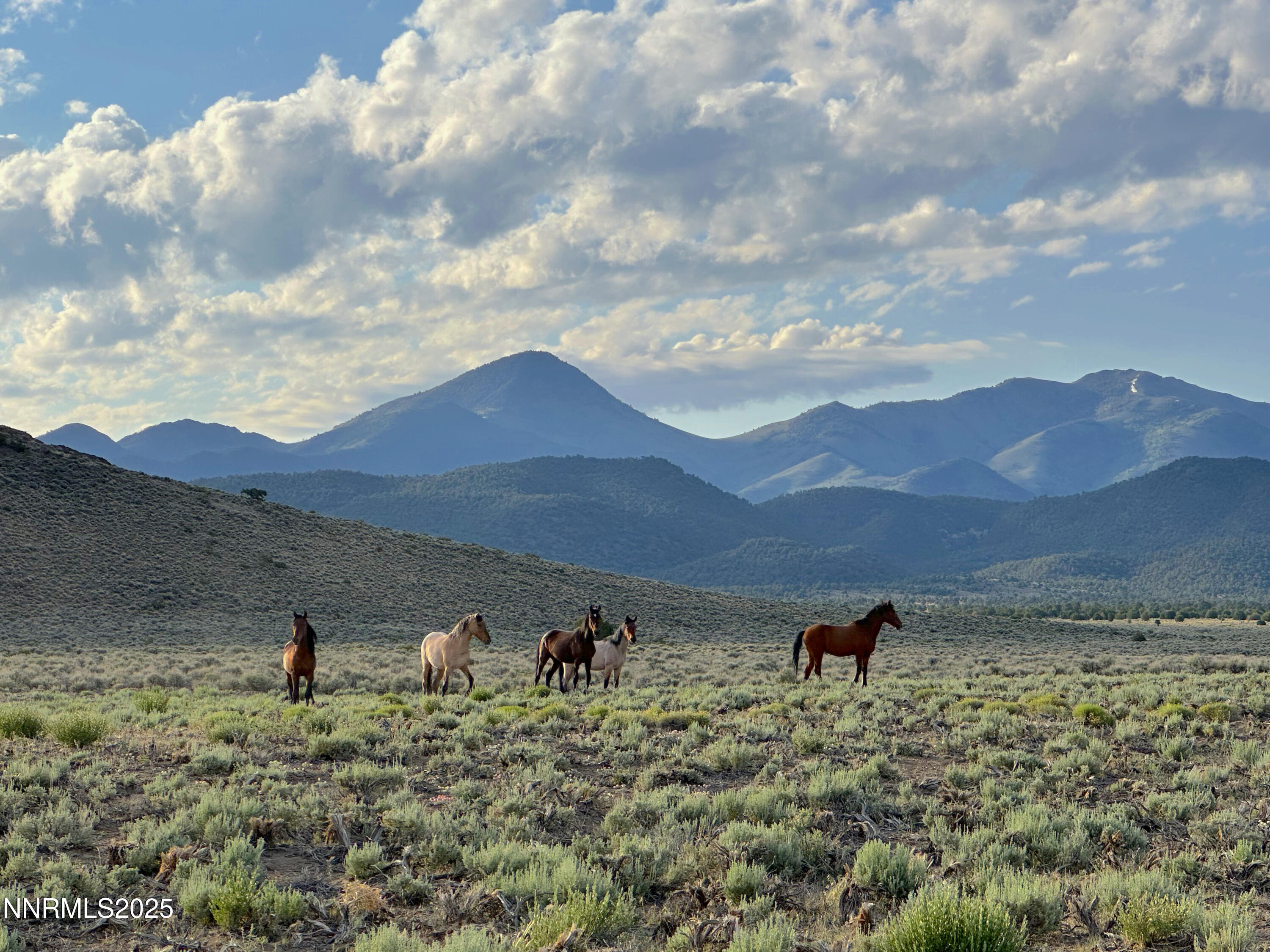 3350 Ikes Cyn Road Round Mountain, NV 89045 - Photo 28 of 38 a view of a backyard