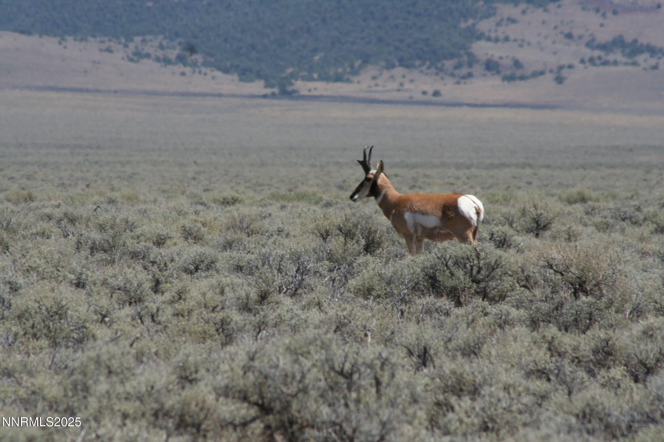 3350 Ikes Cyn Road Round Mountain, NV 89045 - Photo 29 of 38 a view of a dry yard with wooden floor