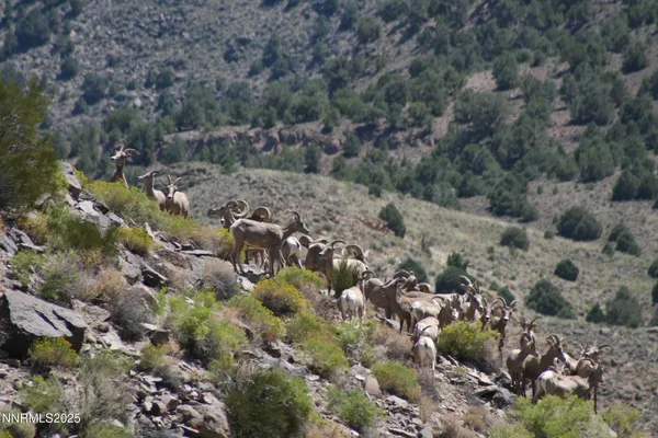 $1,450,000 | 3350 Ikes Cyn Road, Round Mountain, NV 89045
