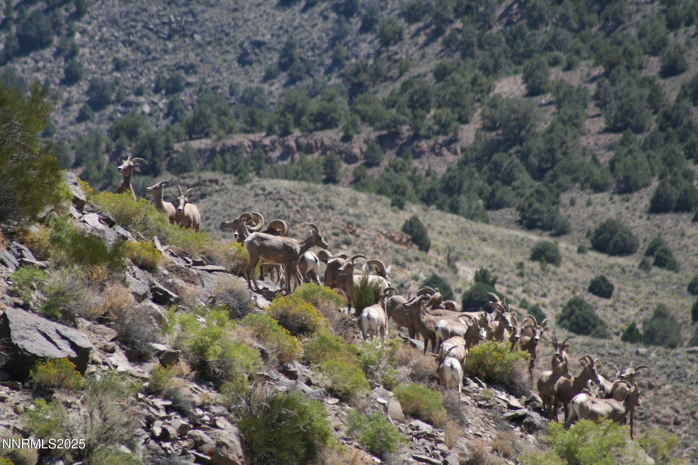 3350 Ikes Cyn Road Round Mountain, NV 89045 - Photo 31 of 38 a view of a field with trees