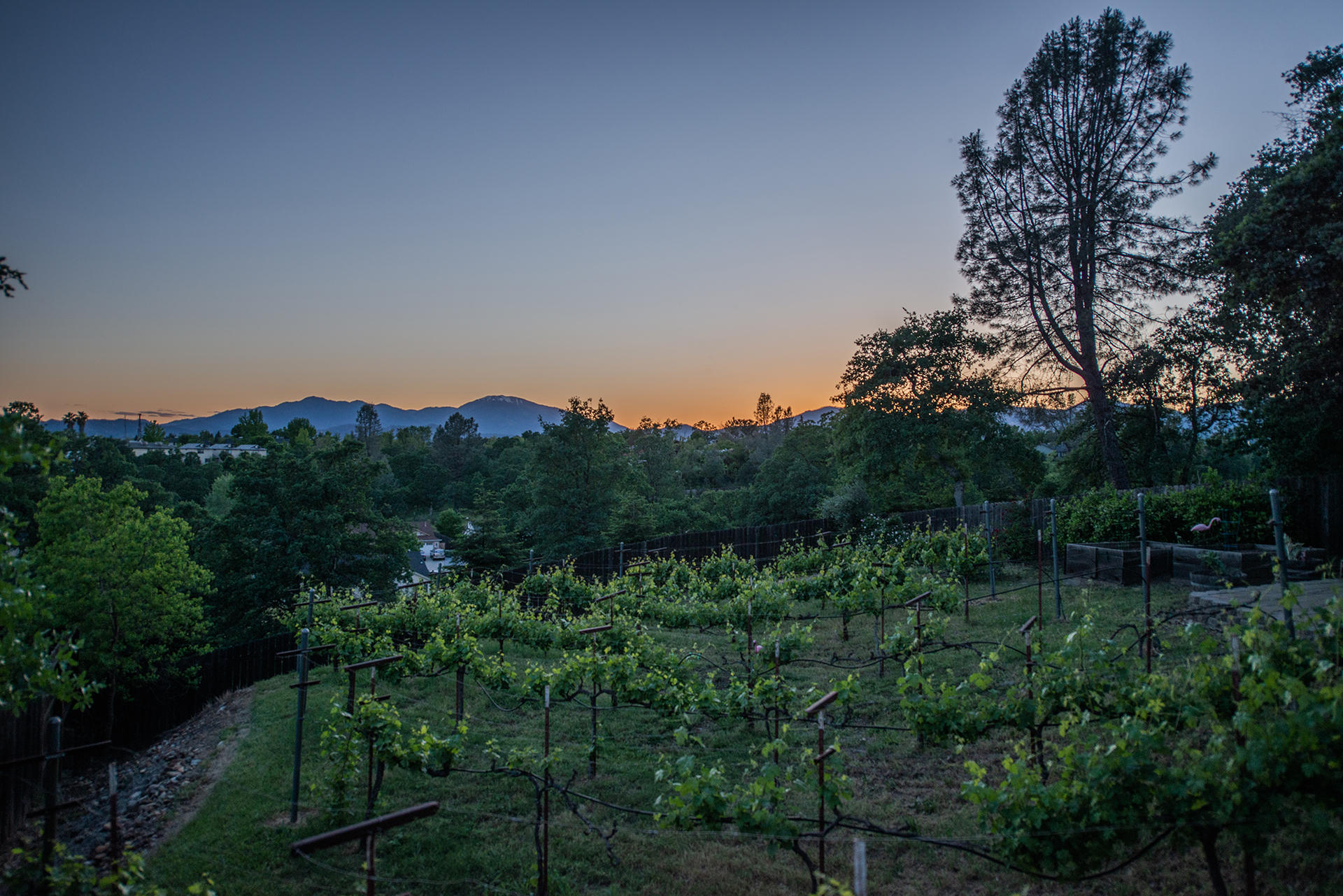 634 Ridge Road Redding, CA 96003 - Photo 29 of 33 Vineyard