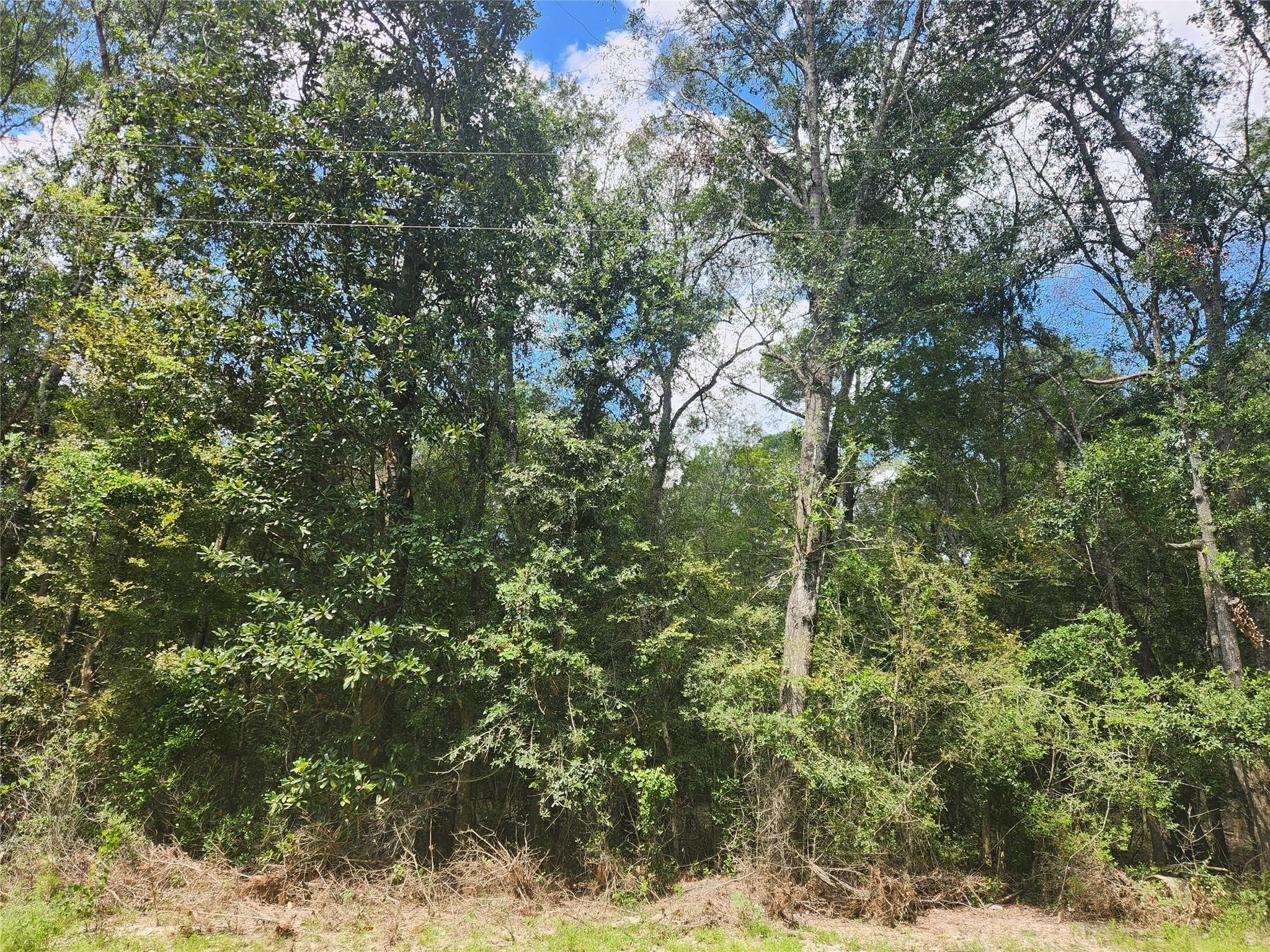 Tbd Tbd Idlewood Rdwy New Caney, TX 77357 - Photo 5 of 7 a view of a yard with plants and tree