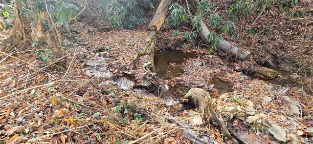 a close up of a tree