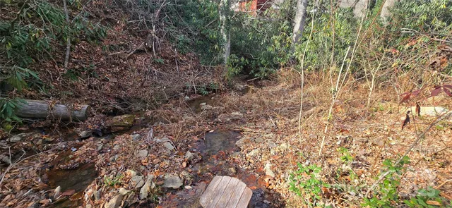 a view of a yard in a forest