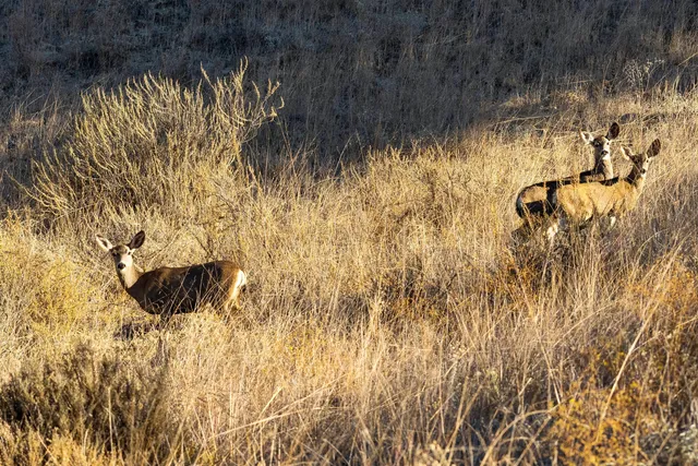 $29,800,000 | 0 Ca Highway, Los Alamos, CA 93440