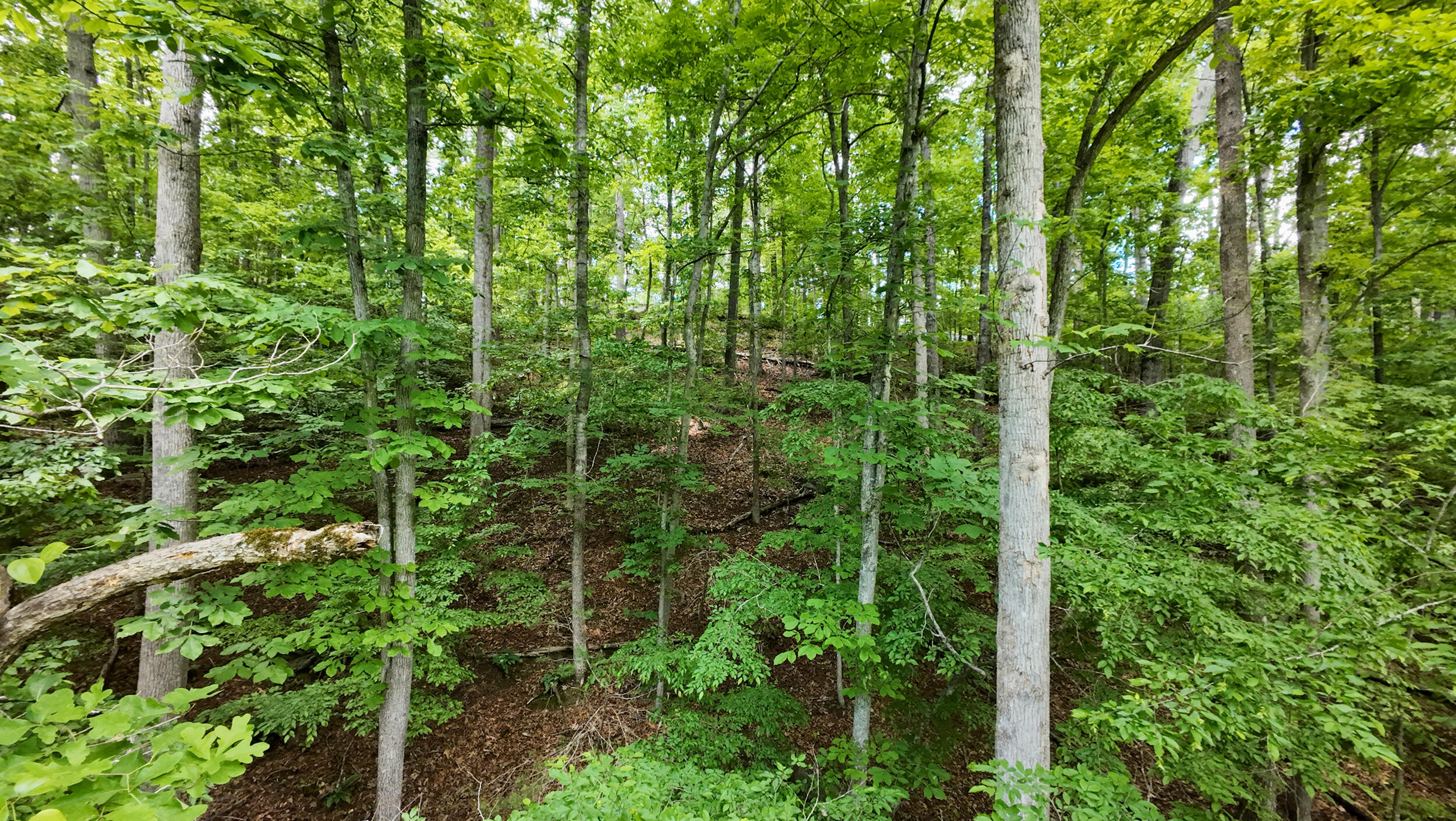 668 Jamestown Road Rocky Mount, VA 24151 - Photo 31 of 37 27_668_jamestown-1027