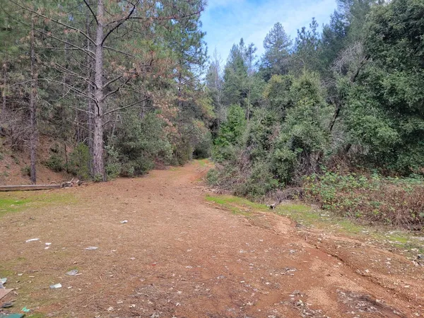 a view of a yard with a tree