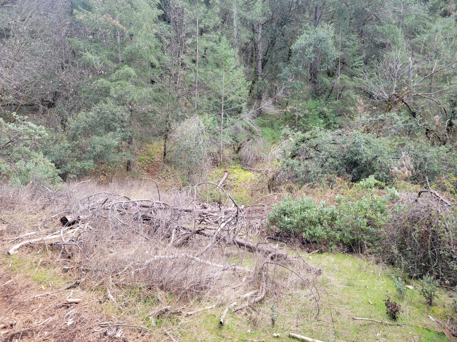 7 Canyon Way Colfax, CA 95713 - Photo 12 of 24 a view of a yard with a tree