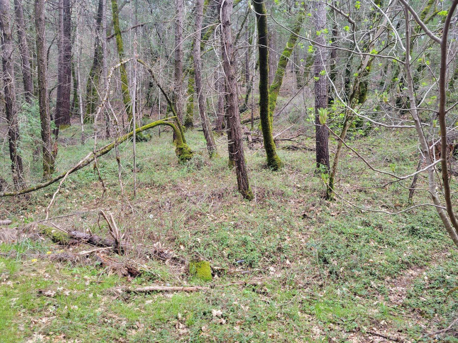 7 Canyon Way Colfax, CA 95713 - Photo 13 of 24 a view of a yard with a tree