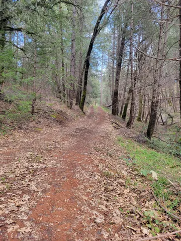 a view of a yard with a tree
