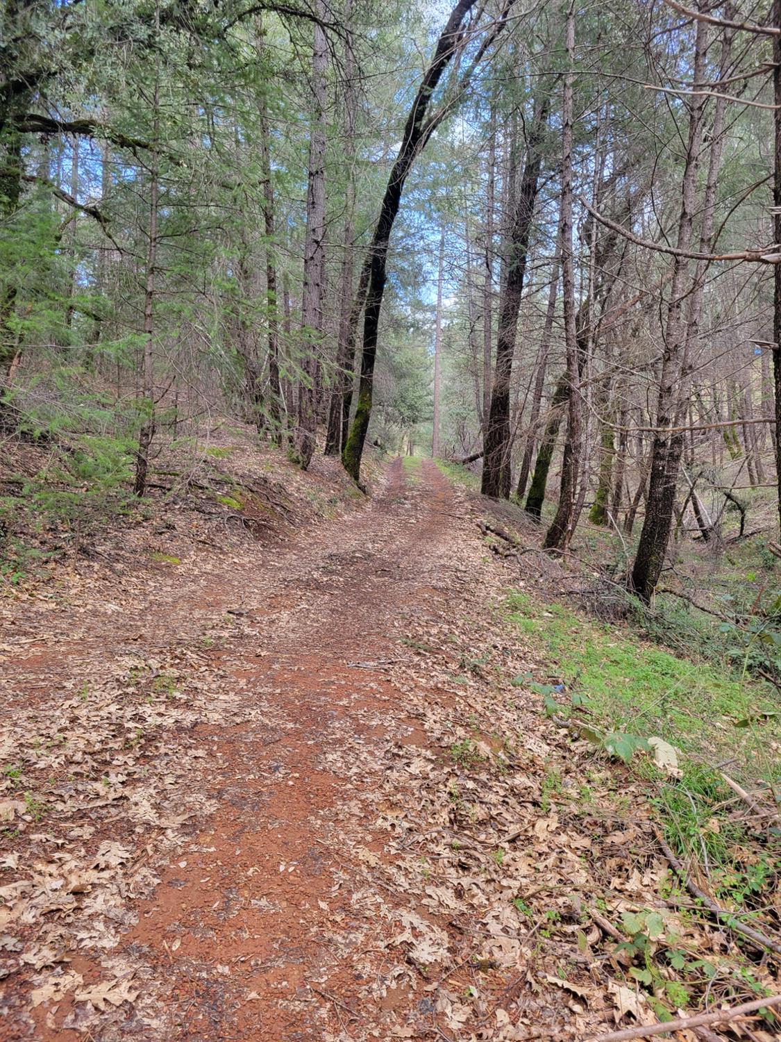 7 Canyon Way Colfax, CA 95713 - Photo 14 of 24 a view of a yard with a tree