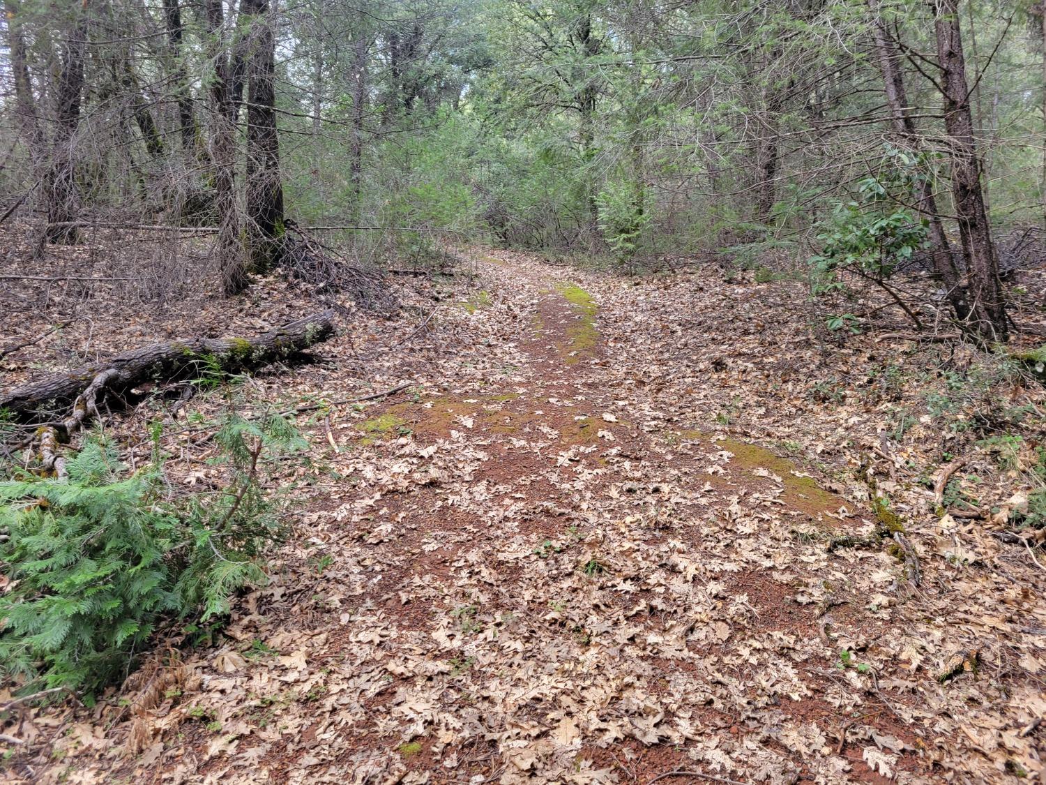 7 Canyon Way Colfax, CA 95713 - Photo 15 of 24 a view of a yard with a tree