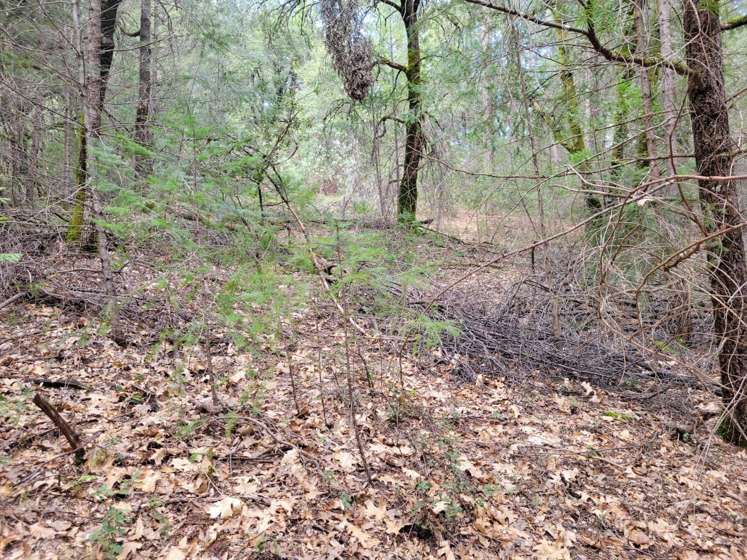 7 Canyon Way Colfax, CA 95713 - Photo 16 of 24 a view of outdoor space with trees