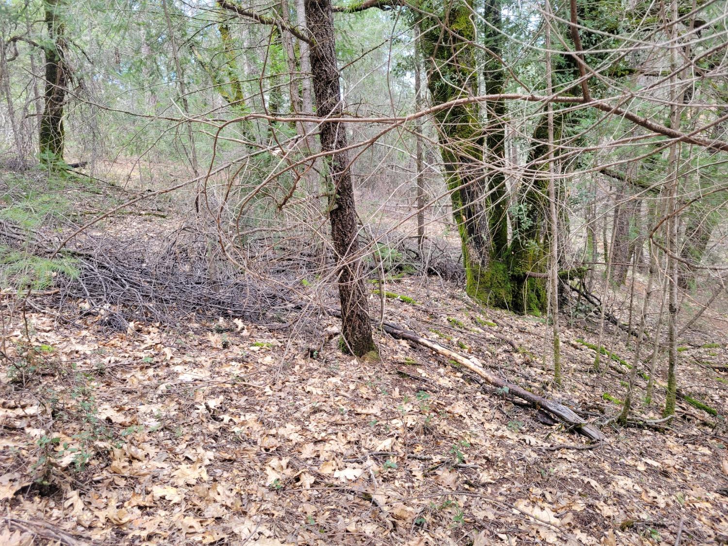 7 Canyon Way Colfax, CA 95713 - Photo 17 of 24 a backyard of a house with lots of green space