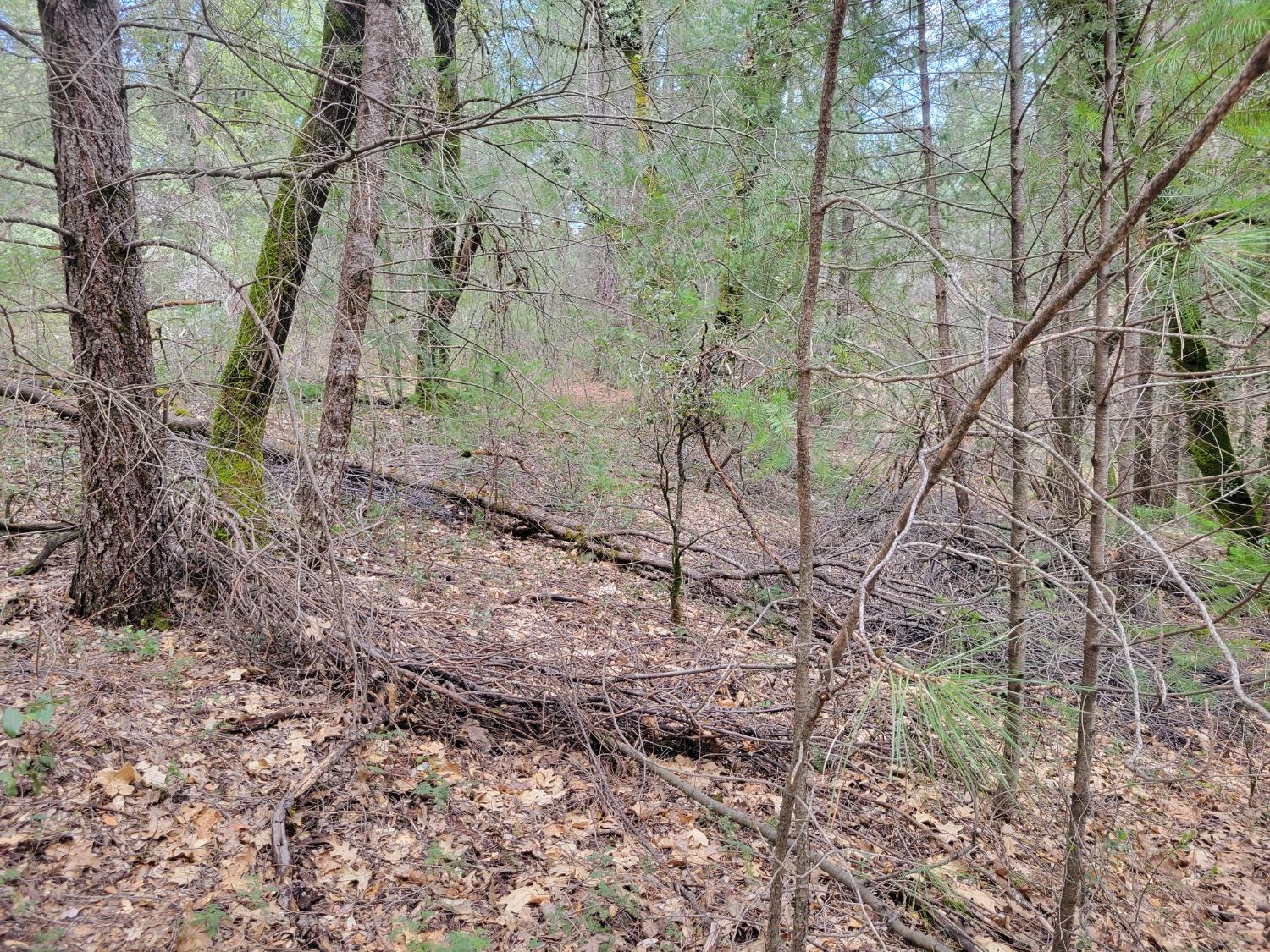 7 Canyon Way Colfax, CA 95713 - Photo 18 of 24 a view of a yard with large trees