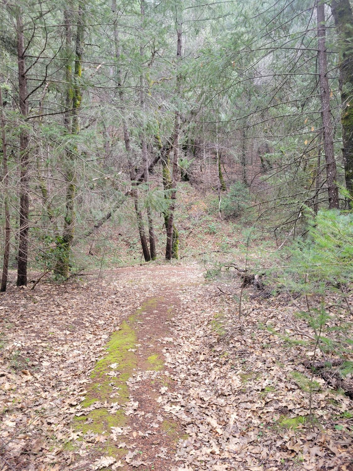7 Canyon Way Colfax, CA 95713 - Photo 19 of 24 a view of a yard with mountain view