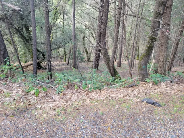 $199,000 | 7 Canyon Way, Colfax, CA 95713