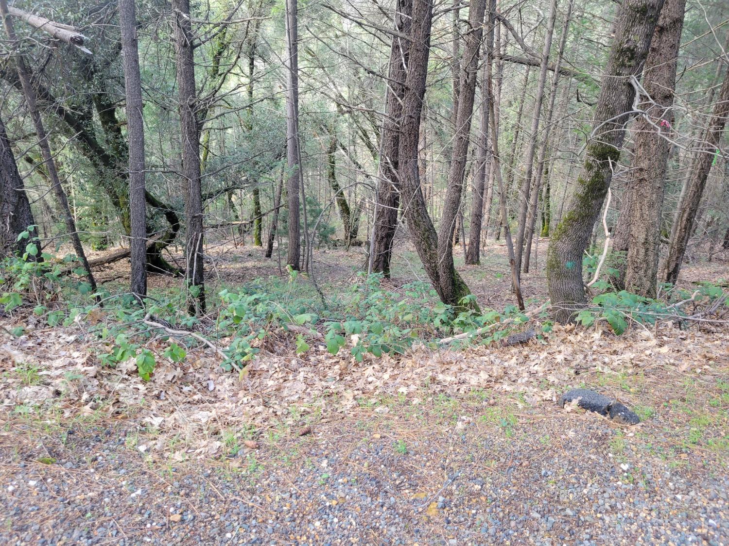 7 Canyon Way Colfax, CA 95713 - Photo 20 of 24 a backyard of a house with lots of green space