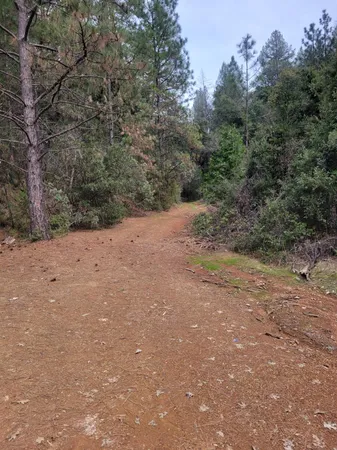 a view of road and trees