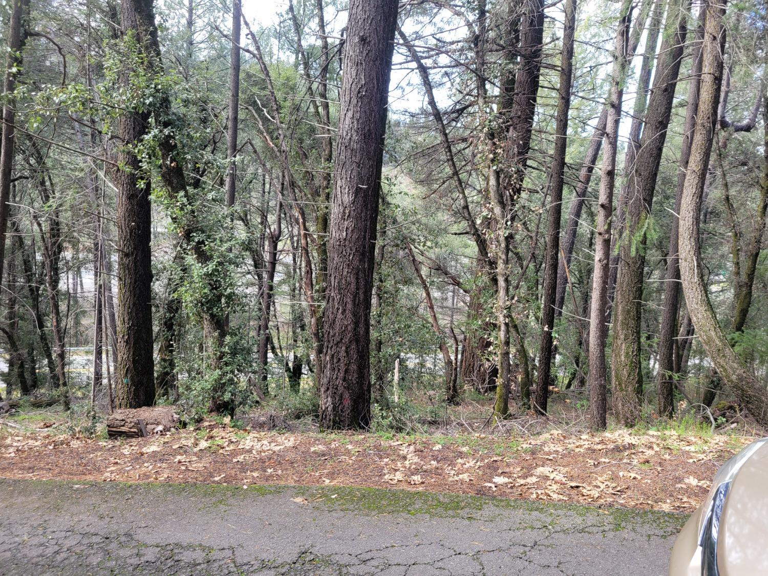 7 Canyon Way Colfax, CA 95713 - Photo 21 of 24 a view of a yard with trees