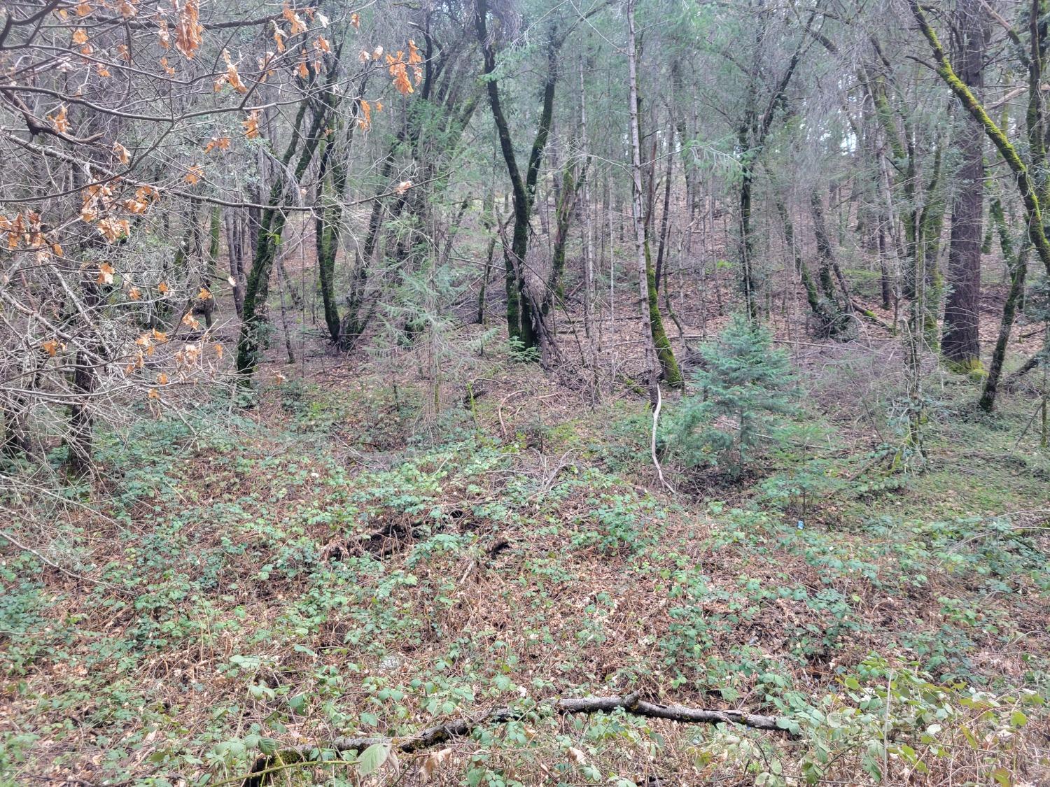 7 Canyon Way Colfax, CA 95713 - Photo 22 of 24 a view of a forest with trees in the background
