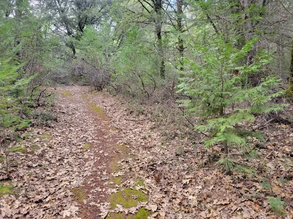 a view of a yard with a tree